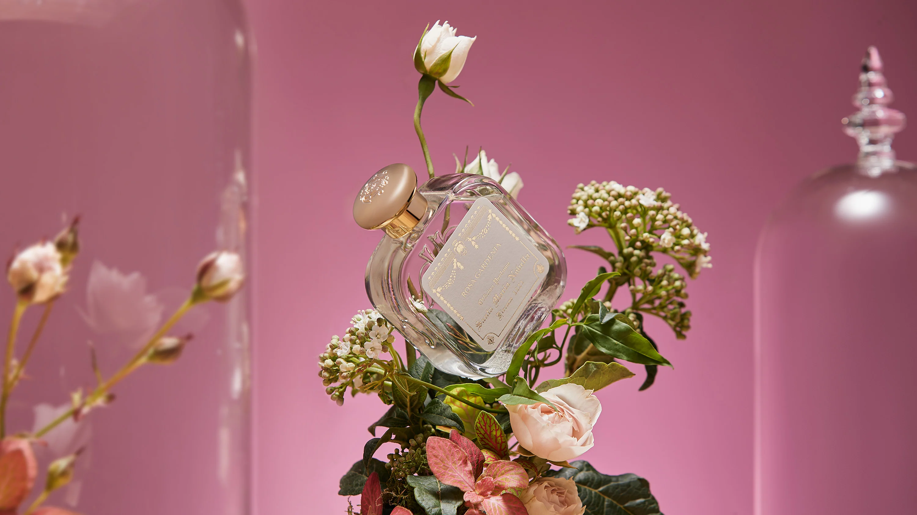 Rosa Gardenia - Image 3